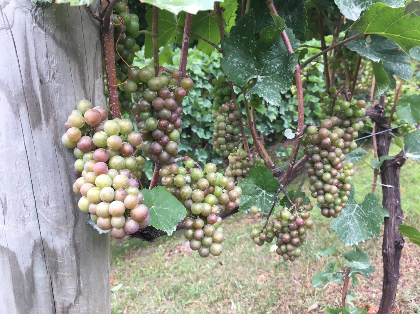 Fruit zone of ‘Pinot Gris’
